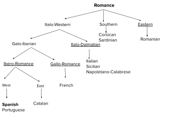 Relation between Romance languages and their language families which split into Italo-Western, Souther, and Eastern. From the Italo-Western branch, the Gallo-Iberian and Italo-Dalmatian were born. The Gallo-Iberian group evolved into the Ibero-Romance, which then split into West (Spanish and Portuguese) and Eastern (Catalan)